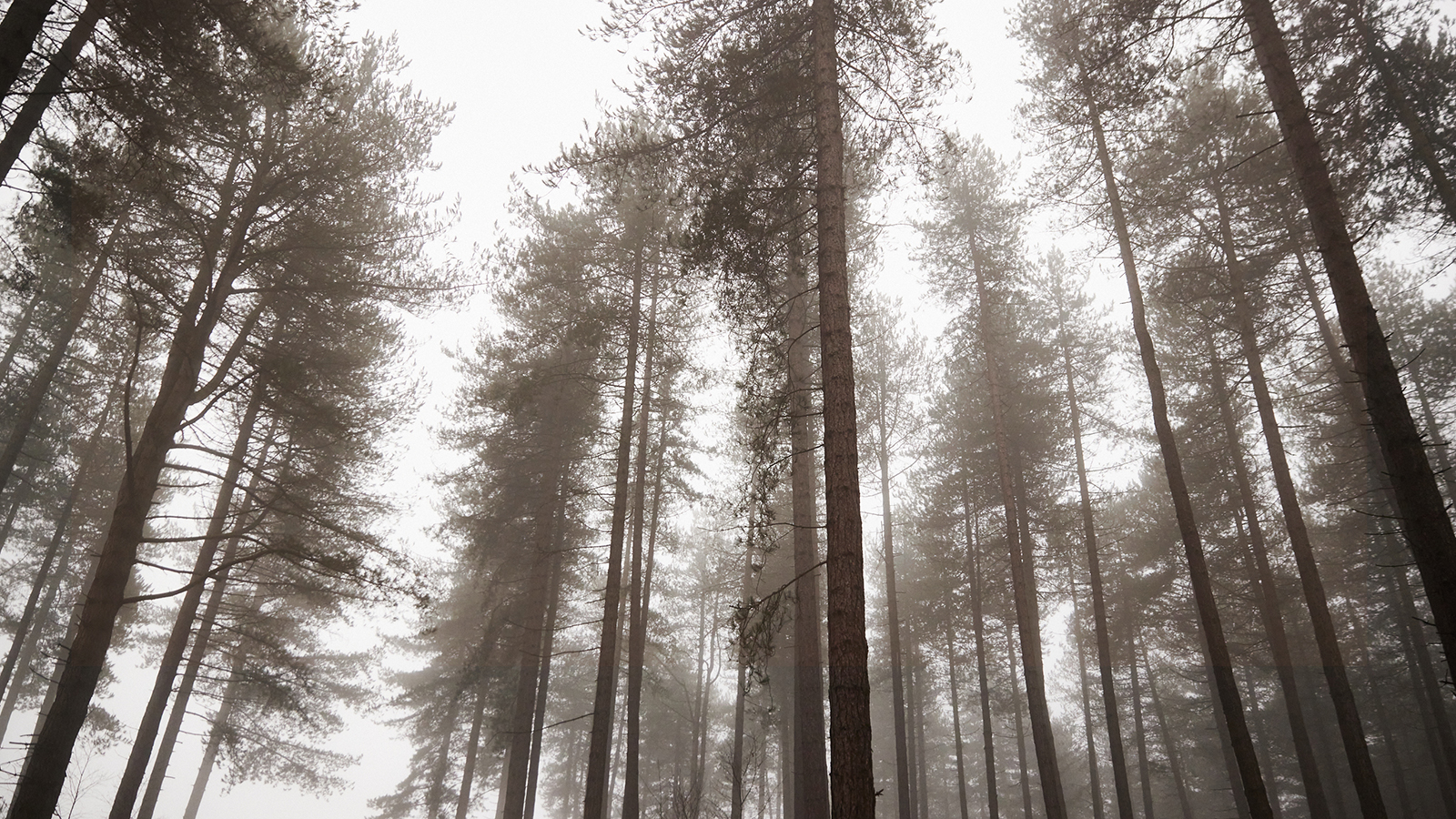 Misty winter morning in Sherwood Pines