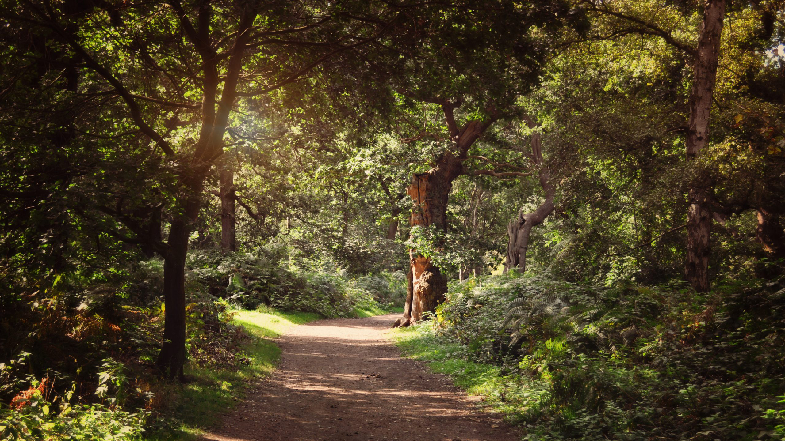 Sunshine falling through the trees of Sherwood Forest